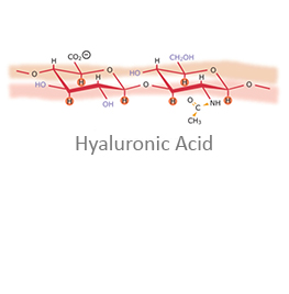 Hyaluronic Acid